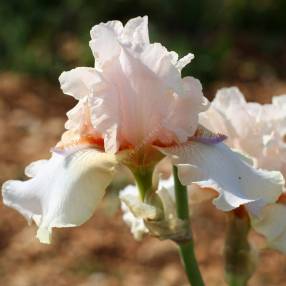 Iris 'Godsend'