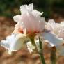 Iris 'Godsend'