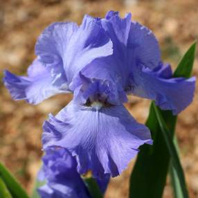 Iris 'Sapphire Hills'