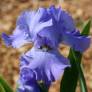Iris 'Sapphire Hills'