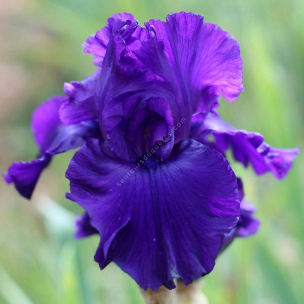 Iris 'Evening Gown' Iris 'Evening Gown'
