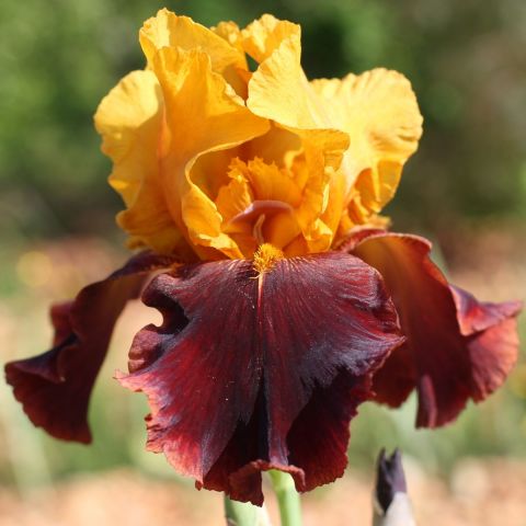 Iris ‘Supreme Sultan’, Grand iris de jardin, vente en ligne