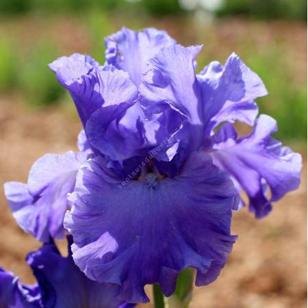 Iris 'Yakina Blue'