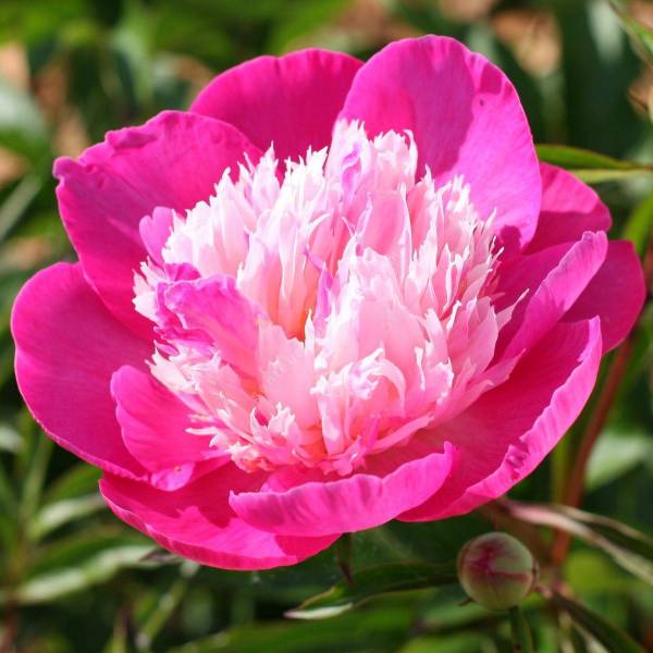 Paeonia 'Bowl Of Beauty' - Pivoine herbacée