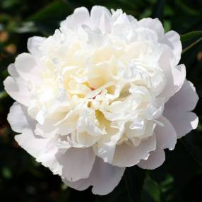 Paeonia 'Duchesse De Nemours' - Pivoine herbacée