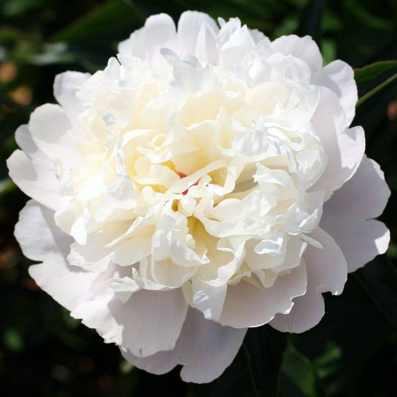 Paeonia lactiflora'Duchesse De Nemours', Pivoine, vente en ligne