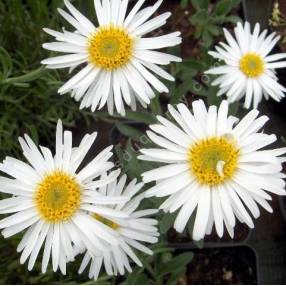 Aster alpinus 'Albus' - Aster Des Alpes blanc