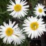 Aster alpinus 'Albus' - Aster Des Alpes blanc