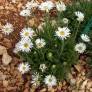 Aster alpinus 'Albus' - Aster Des Alpes blanc