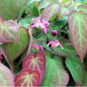 Epimedium x rubrum - Fleur des Elfes rose