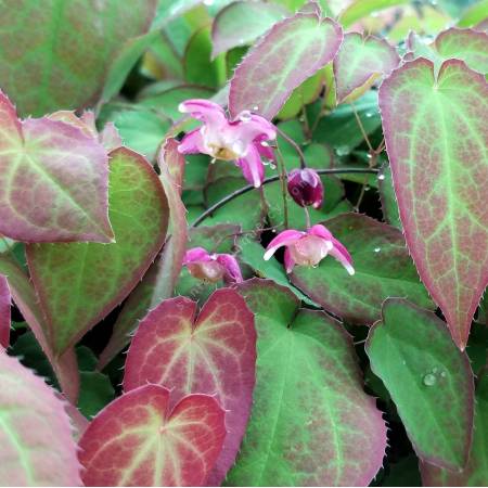 Epimedium x rubrum - Fleur des Elfes rose