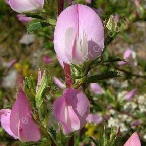 Ononis spinosa - Bugrane épineuse