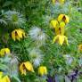 Clematis tangutica - Clématite à fleur jaune