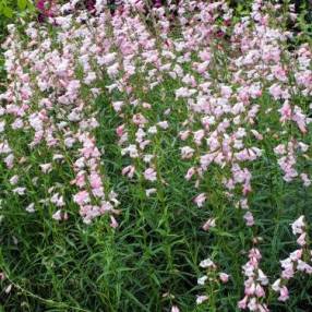 Penstemon 'Apple Blossom' - Galane à fleur rose