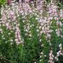 Penstemon 'Apple Blossom' - Galane à fleur rose