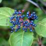 Viburnum tinus - Laurier-Tin