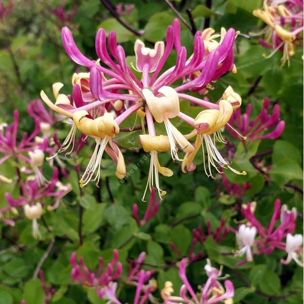 Lonicera etrusca - Chèvrefeuille d’Étrurie 