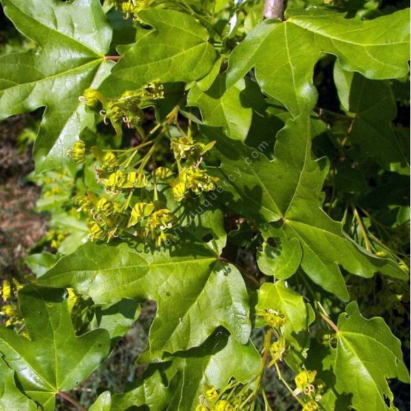 Acer campestre - Erable champêtre