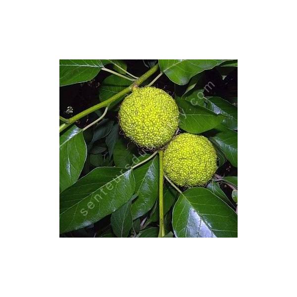 Maclura pomifera - Oranger des Osages