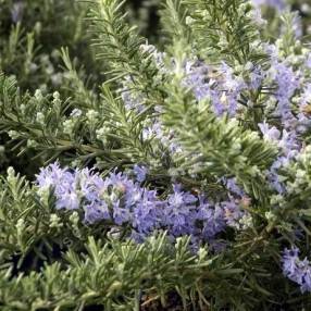 Rosmarinus officinalis 'Pointe du Raz' - Romarin rampant