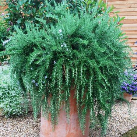 Rosmarinus officinalis 'Haifa' - Romarin rampant