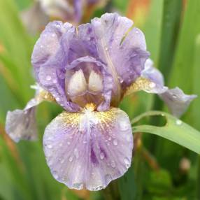 Iris 'Wimple'