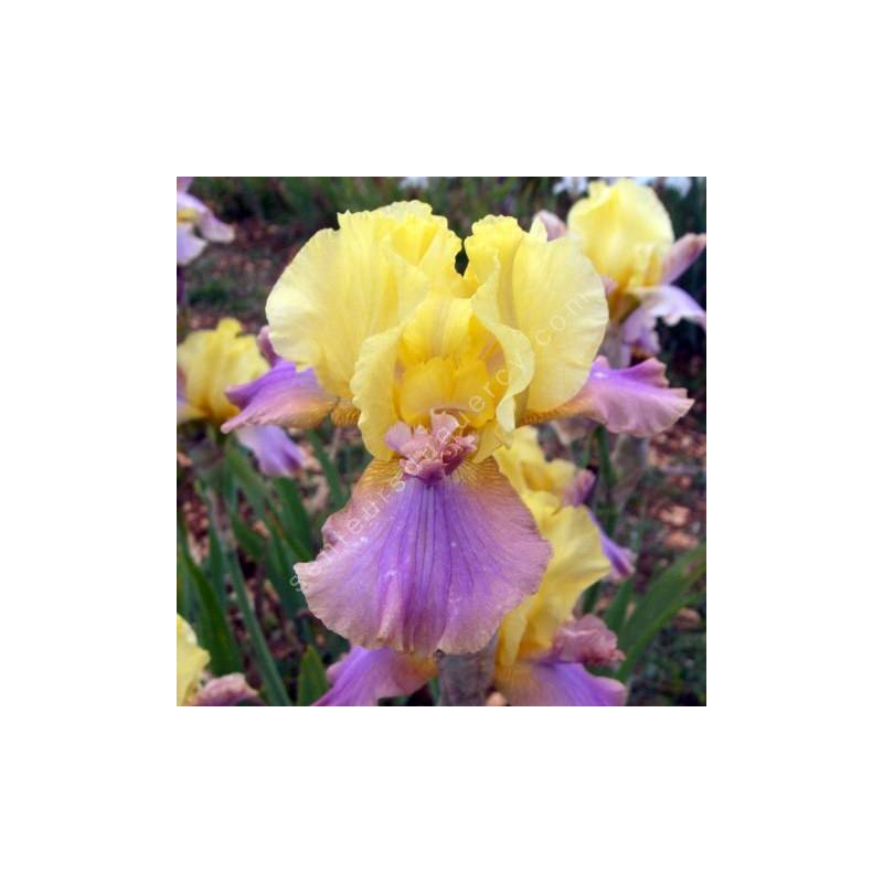 Iris 'Pegas'