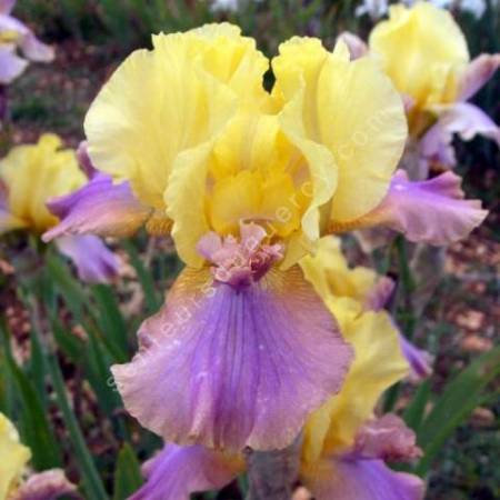 Iris 'Pegas'