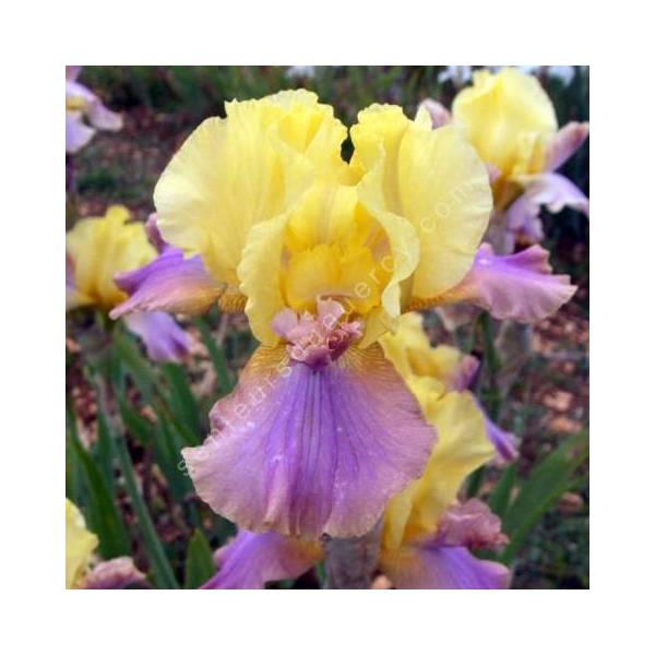 Iris 'Pegas' Iris 'Pegas'