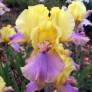 Iris 'Pegas'