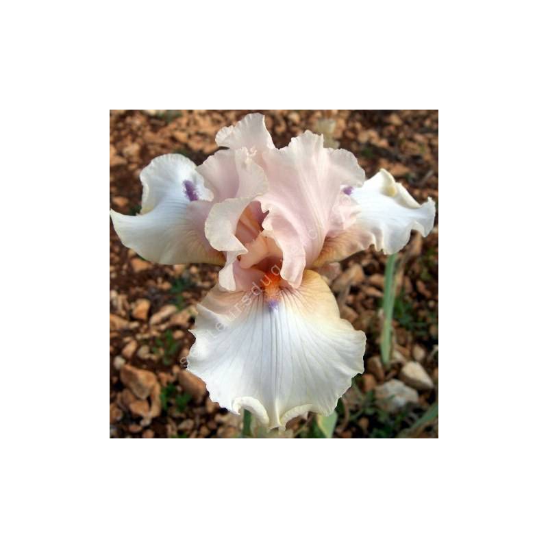 Iris 'Godsend'