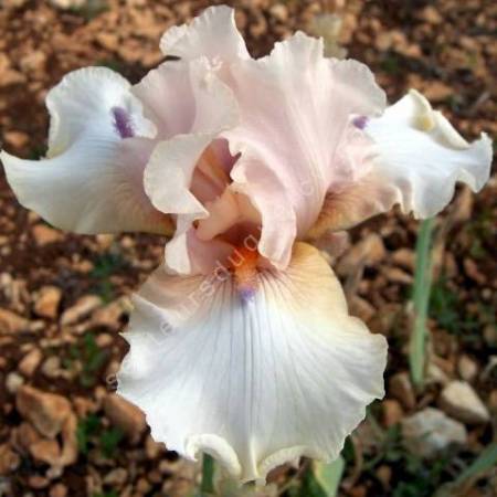 Iris 'Godsend'