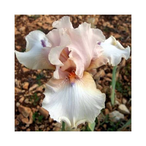 Iris 'Godsend'