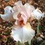 Iris 'Godsend'