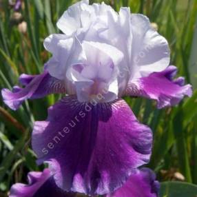 Iris 'Baliverne'