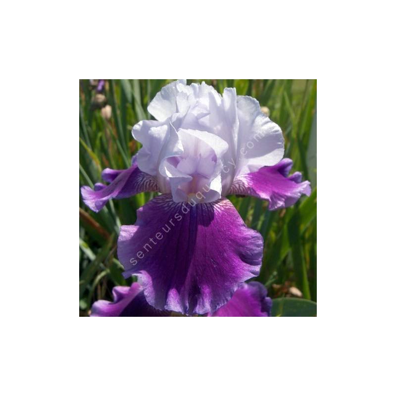 Iris 'Baliverne'