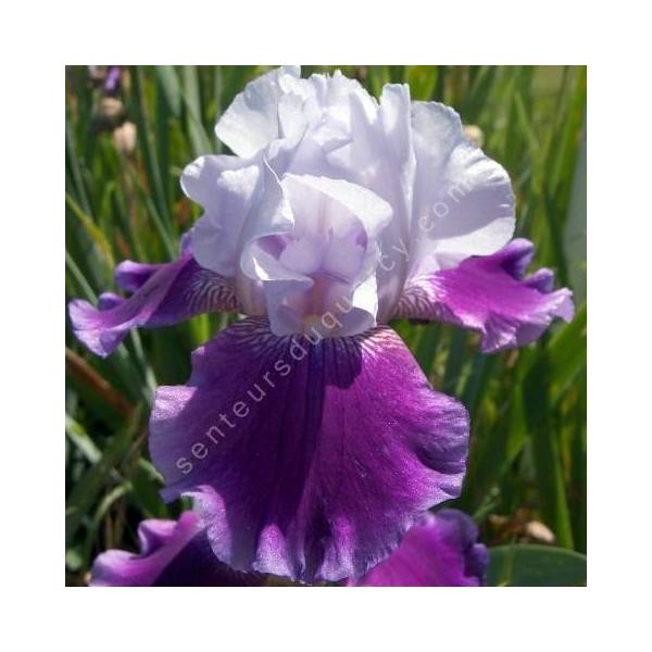 Iris 'Baliverne'