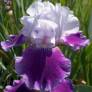 Iris 'Baliverne'