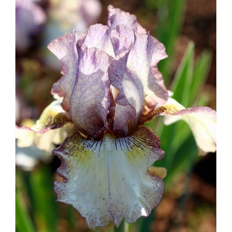 Iris 'Happy New Year'