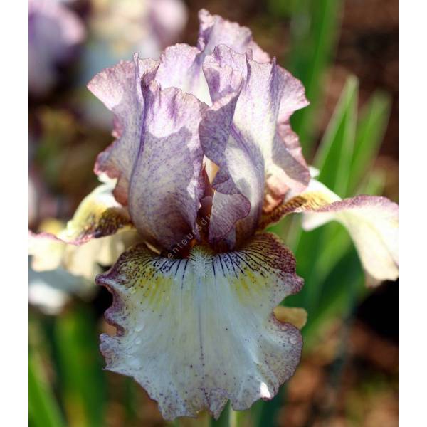 Iris 'Happy New Year'