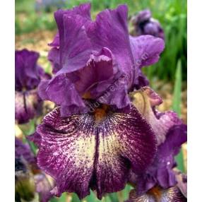 Iris 'Power Surge'
