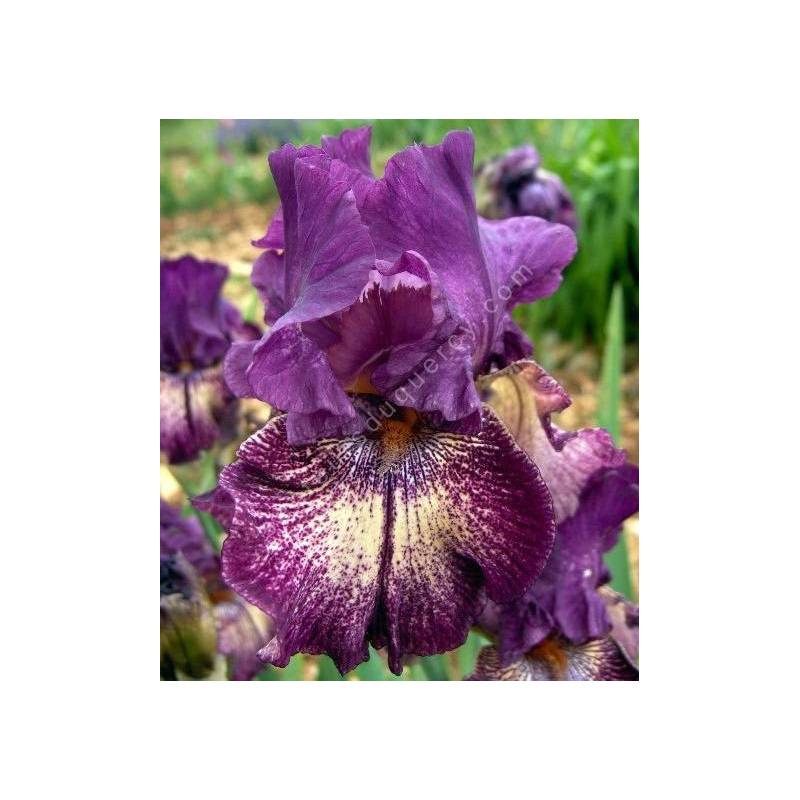 Iris 'Power Surge'