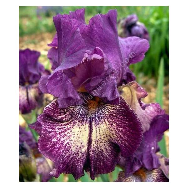 Iris 'Power Surge' Iris 'Power Surge'