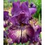 Iris 'Power Surge'