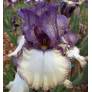Iris 'Progressive Attitude'