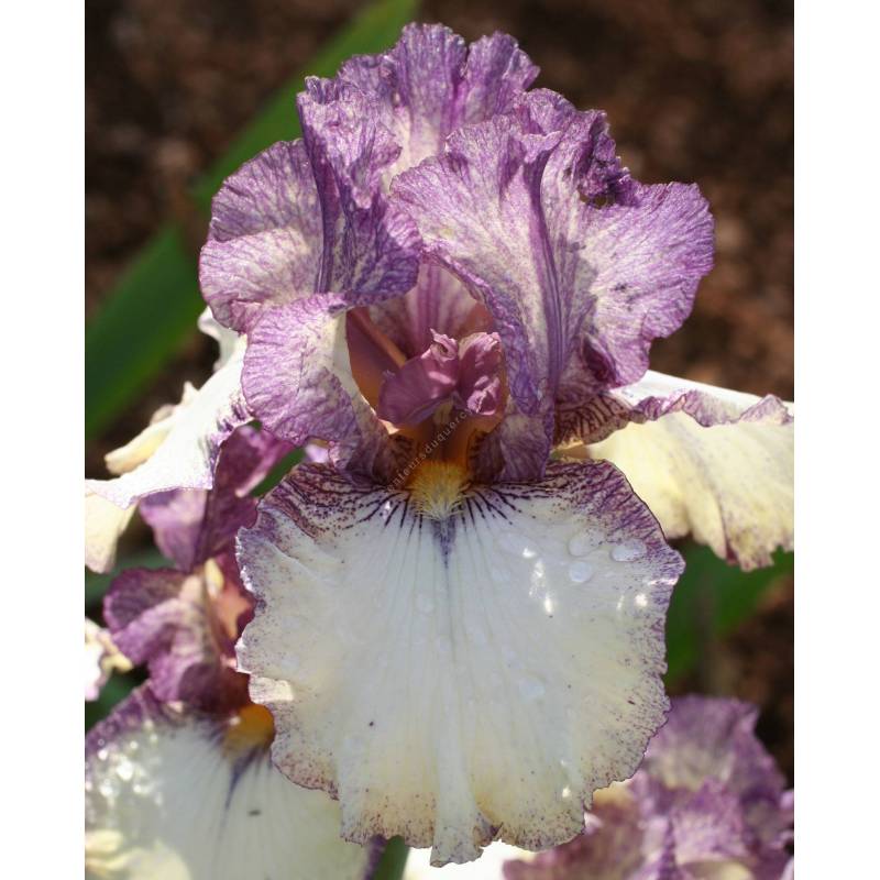 Iris 'Progressive Attitude'