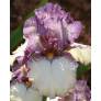 Iris 'Progressive Attitude'