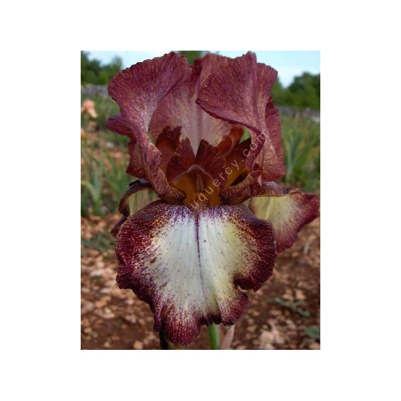 Iris 'Woodwine'