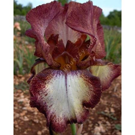 Iris 'Woodwine'