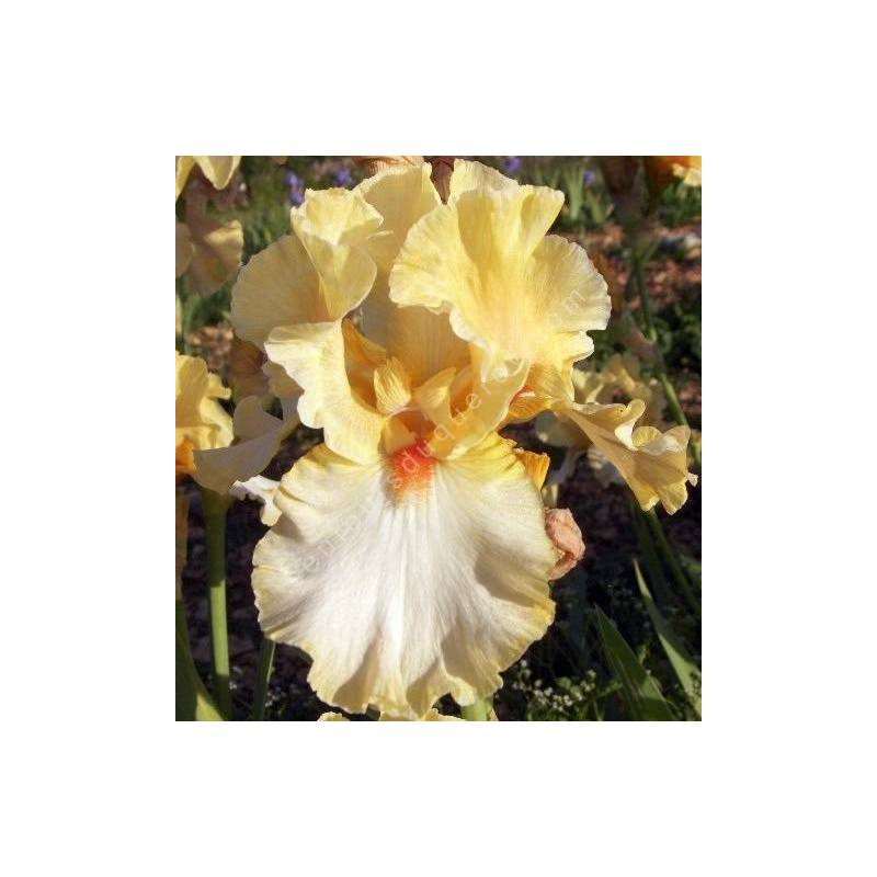 Iris 'Champagne Waltz'